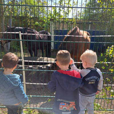 Wir besuchen das Pferd.